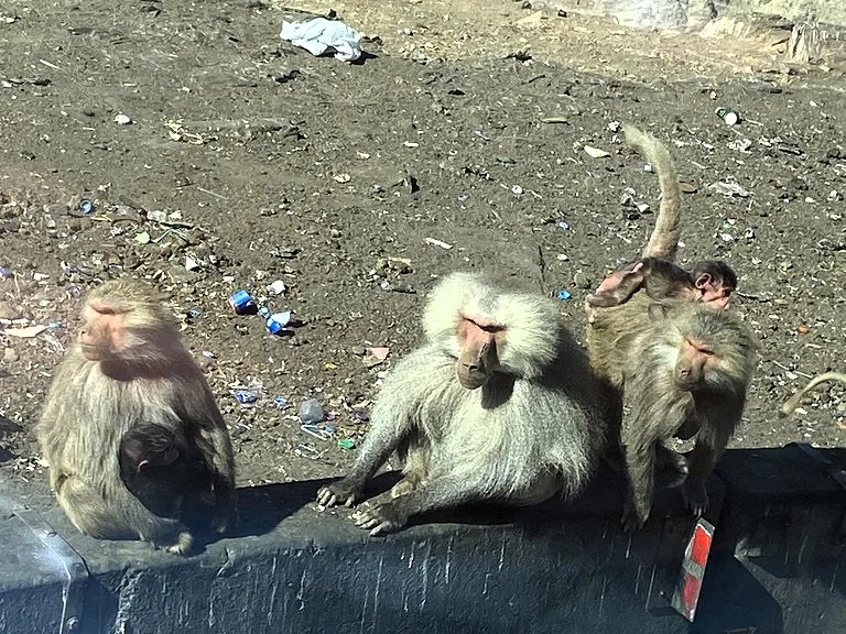 サウジアラビアのアシール国立公園に生息しているハマドリアス・ヒヒ