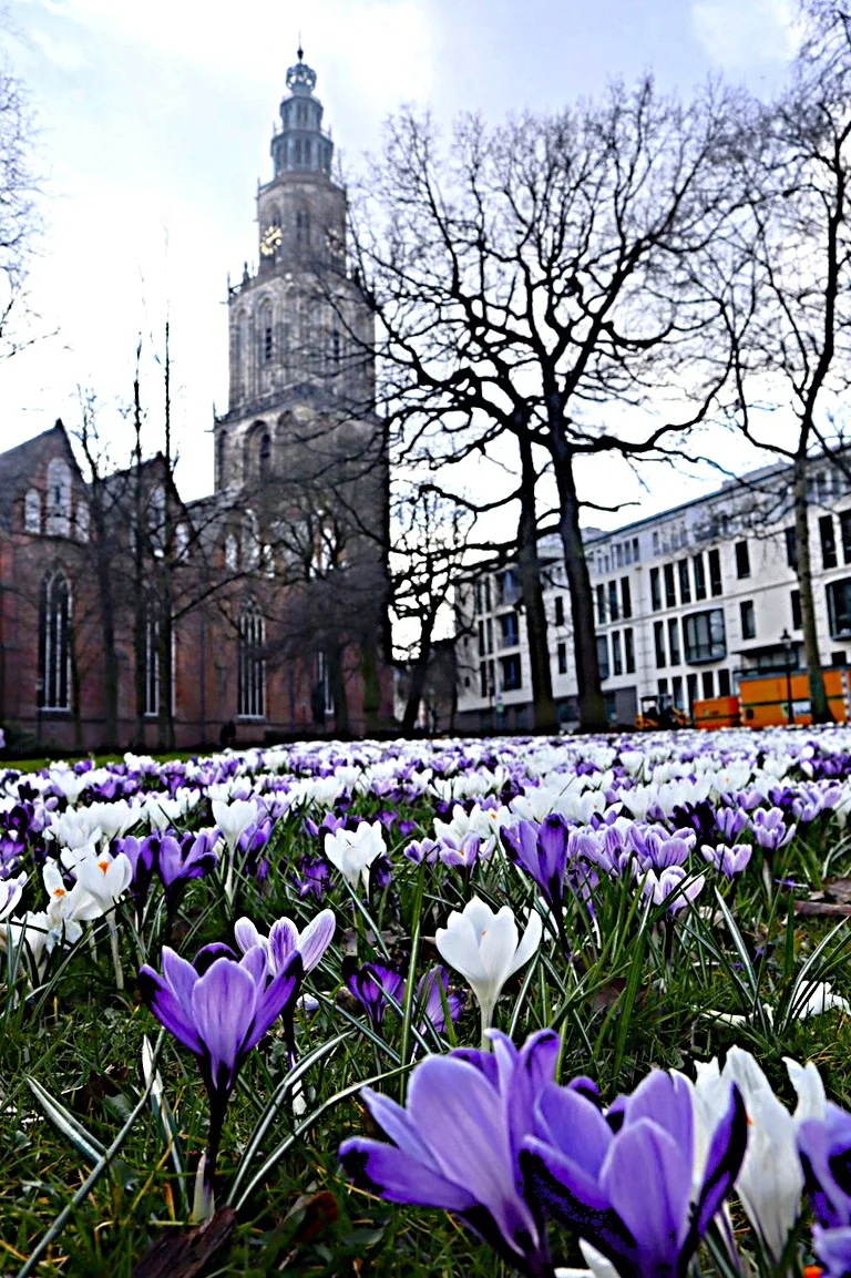 オランダのフローニンゲンにあるマルティニ塔とクロッカスの花畑