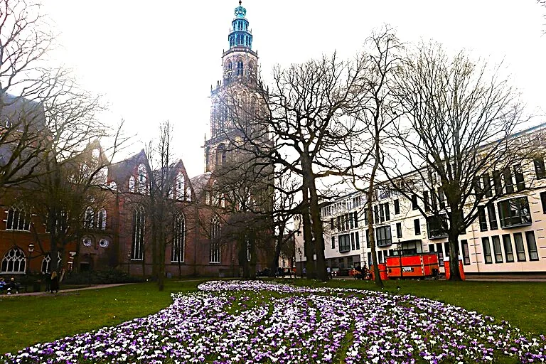 オランダのフローニンゲンにあるマルティニ塔とクロッカスの花畑