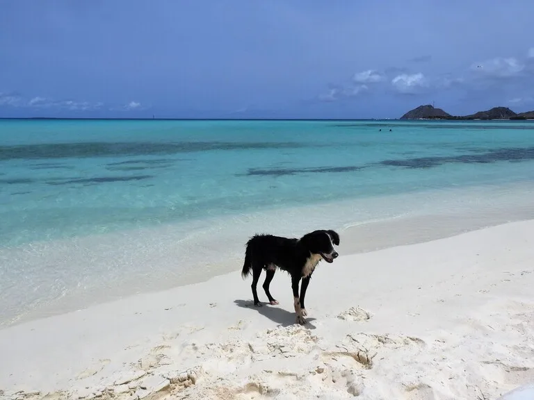 ロスロケス諸島の青い海と白い砂浜を歩く犬
