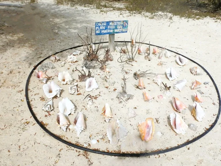 ロスロケス諸島、カリブ海の貝の見本