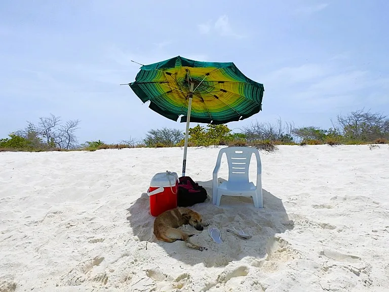ロスロケス諸島マドリスキー島、パラソルの下で休む犬