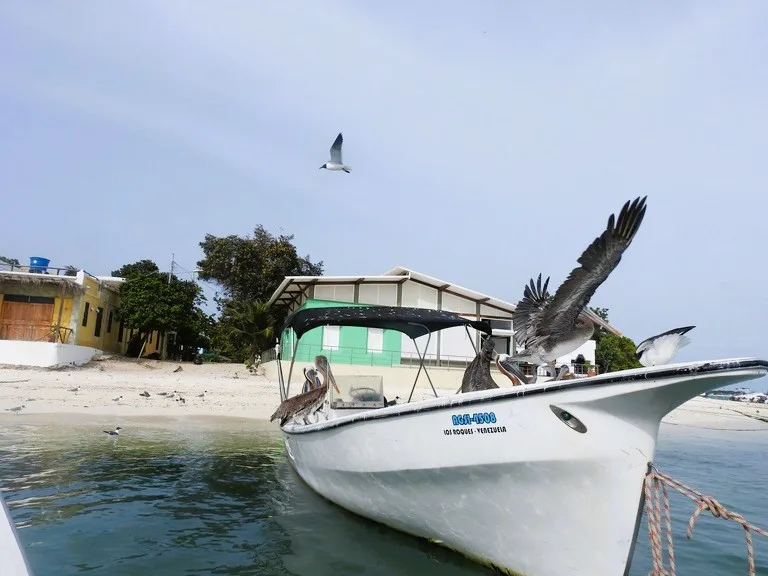 ロスロケス諸島グラン・ロケの港で漁船に集まるペリカン