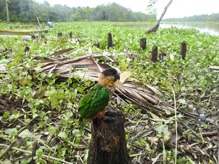 デルタオリノコに生息する緑色のオウム