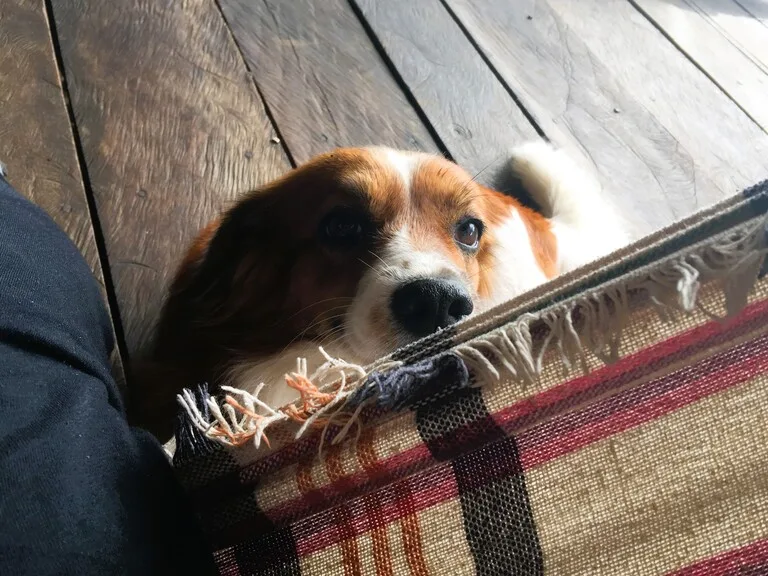 ハンモックの下からのぞき込む犬