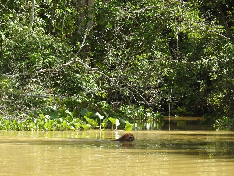 ベネズエラ、デルタオリノコを泳ぐ犬
