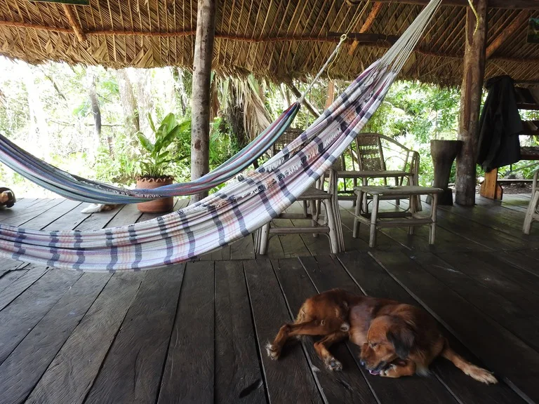 ベネズエラ、Orinoco Eco Campのハンモックで寛ぐ犬