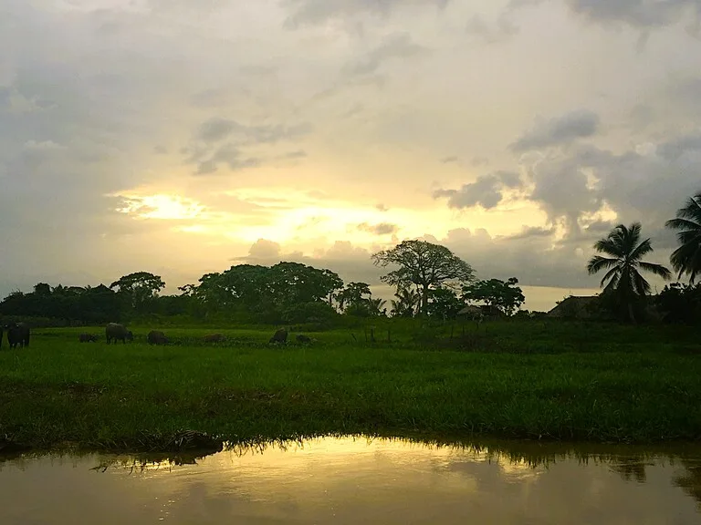 ベネズエラ、デルタオリノコの夕暮れ
