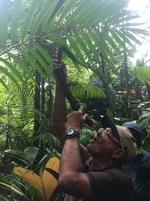 ベネズエラ、デルタオリノコのジャングル探検