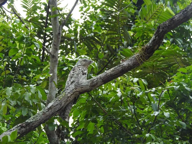 デルタオリノコのジャングルに住むフクロウ
