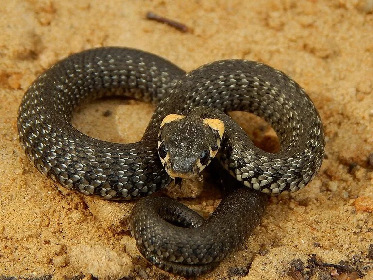 ベラルーシの世界遺産ビャウォヴィエジャの森に生息するパイソン