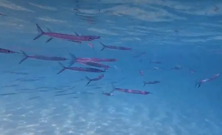 パラオのシュノーケルでみる水中世界