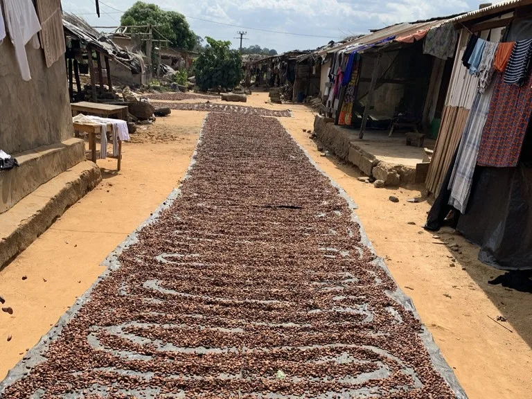 コートジボワール、ティアサレの村でカカオを天日乾燥している風景