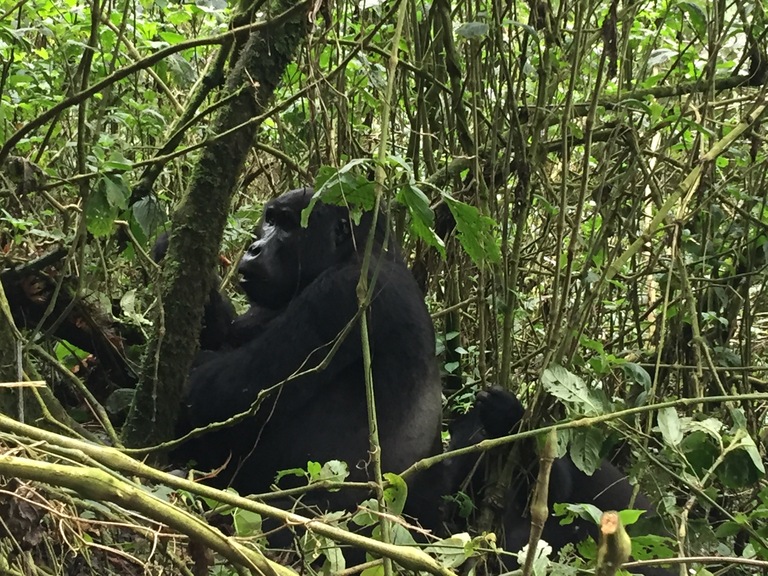 コンゴ共和国、観光、海外旅行、アフリカ、世界一周、ゴリラ