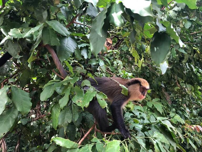 コートジボワール Ivory coast 観光 世界一周 海外旅行 MAN マンの滝 猿 アフリカ