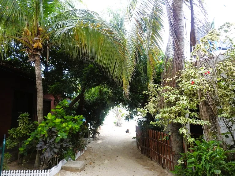 ロスロケス諸島のヤシのある風景