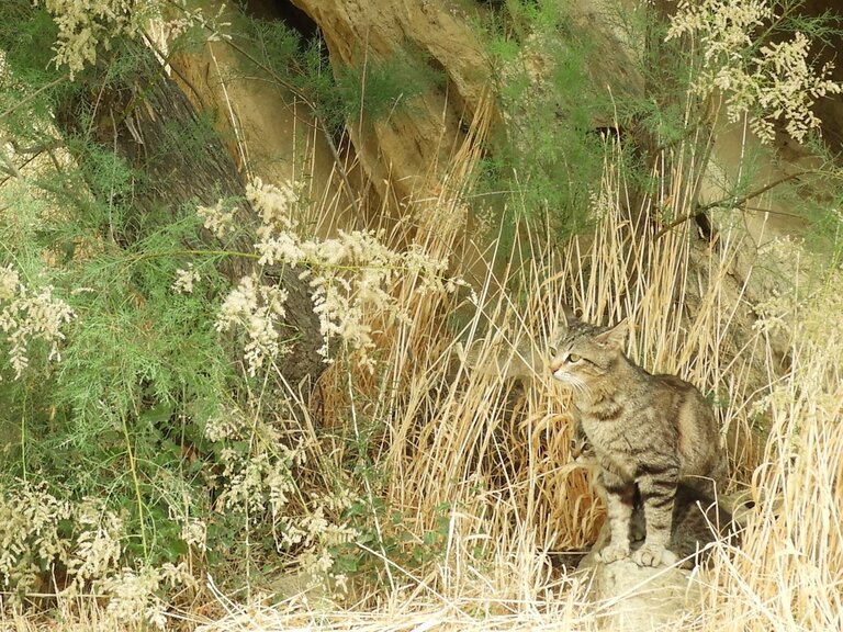 ゴブスタン 世界遺産の岩絵 アゼルバイジャンの猫