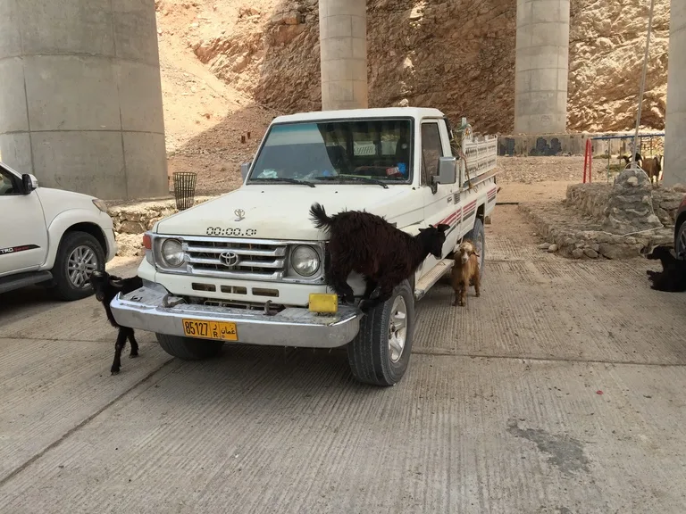 オマーンのワディシャブで、止めていた車に群がるヤギ