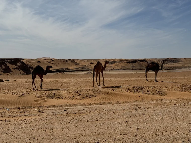 オマーンの観光地Wahiba Sands