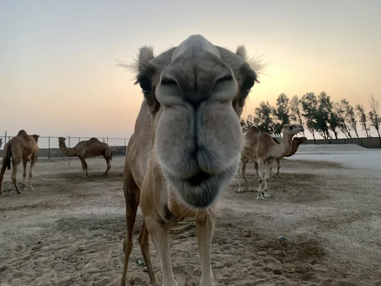 バーレーンの観光 ラクダ ロイヤル・キャメル・ファーム（Royal Camel Farm）