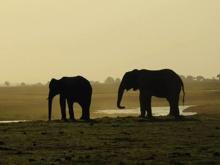 チョベ国立公園（Chobe National Park）ボツワナの観光 サファリ