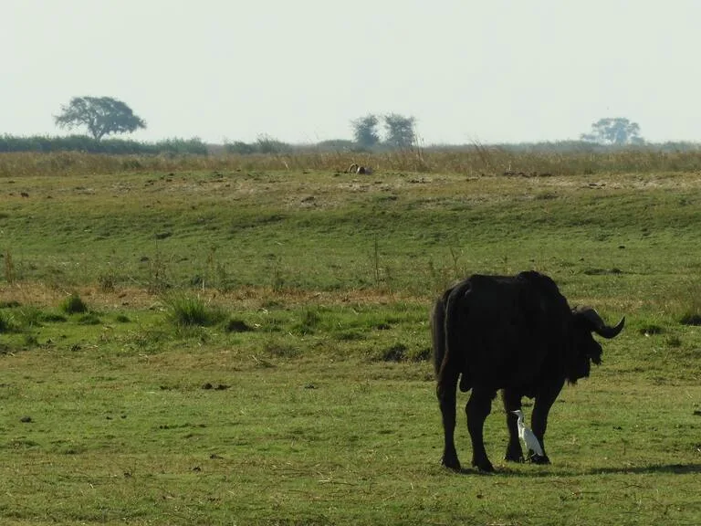 ボツワナの観光 モレミ動物保護区（Moremi Game Reserve）