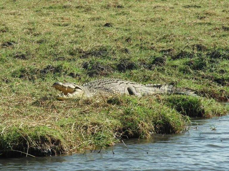 チョベ国立公園（Chobe National Park）ボツワナの観光 サファリ ワニ