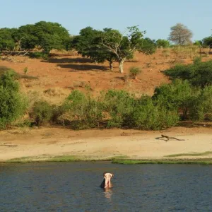 チョベ国立公園（Chobe National Park）ボツワナの観光 サファリ あくびするカバ