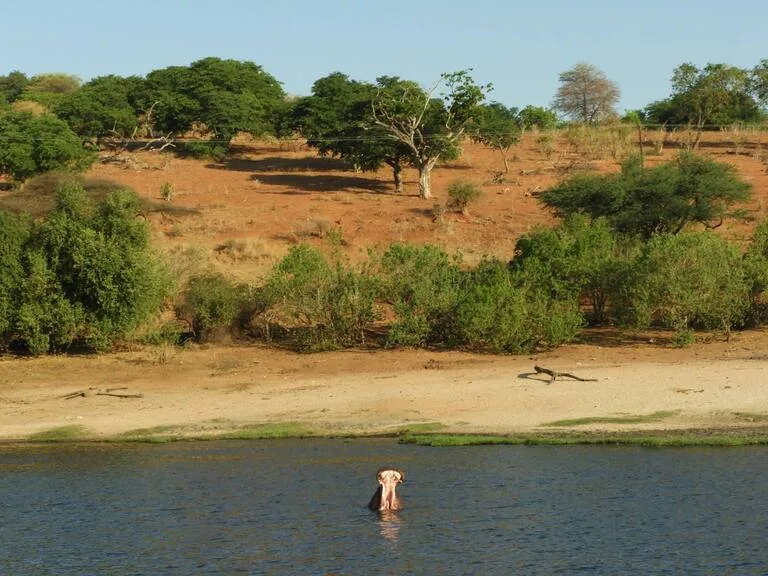 チョベ国立公園（Chobe National Park）ボツワナの観光 サファリ あくびするカバ