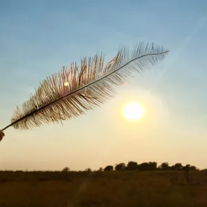 オカバンゴ・デルタ ボツワナの世界遺産 観光