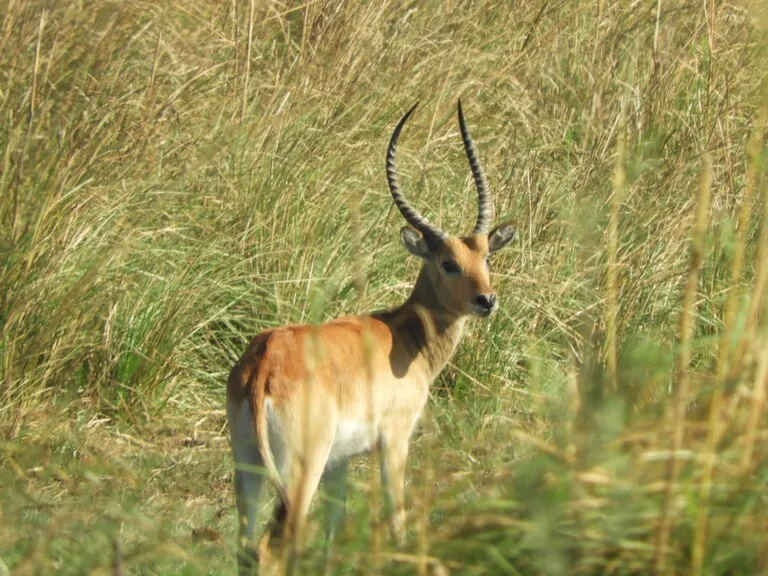 チョベ国立公園（Chobe National Park）ボツワナの観光 サファリ