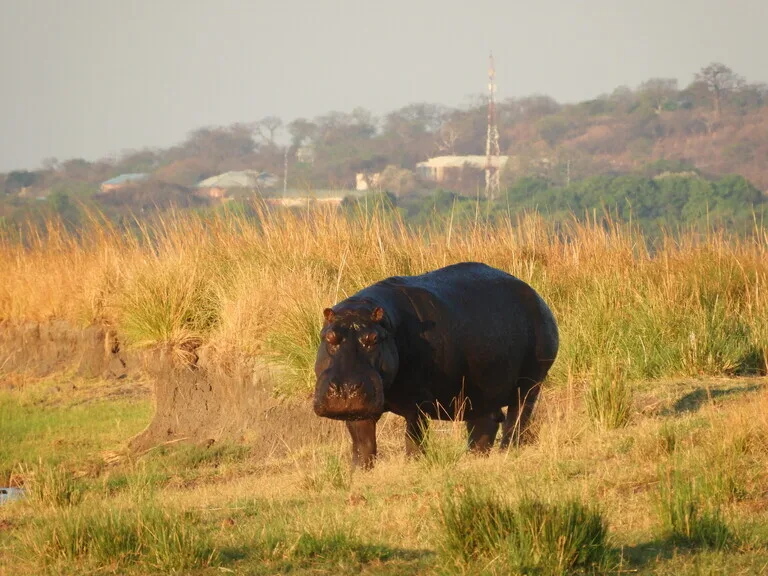 チョベ国立公園（Chobe National Park）ボツワナの観光 サファリ