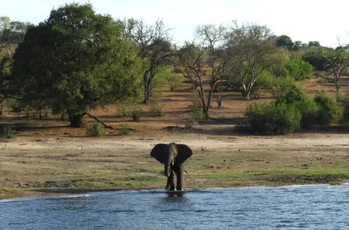 チョベ国立公園（Chobe National Park）ボツワナの観光 サファリ