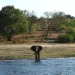 チョベ国立公園（Chobe National Park）ボツワナの観光 サファリ