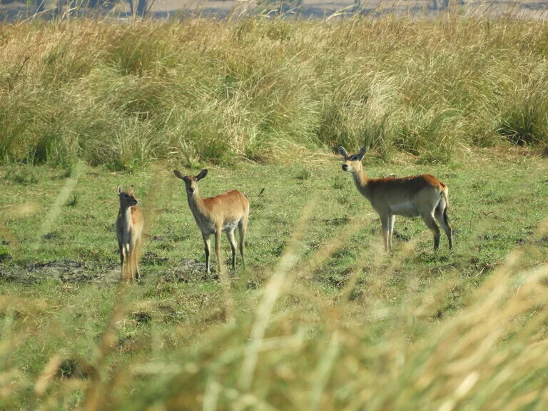 チョベ国立公園（Chobe National Park）ボツワナの観光 サファリ