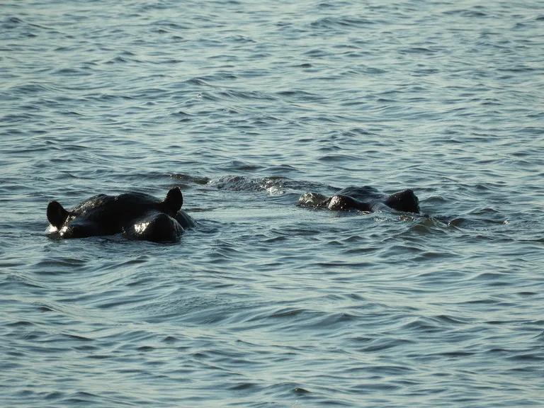 チョベ国立公園（Chobe National Park）ボツワナの観光 サファリ