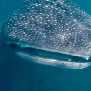 ジブチの観光スポット ムシャ島（Moucha Island）ジンベエザメ