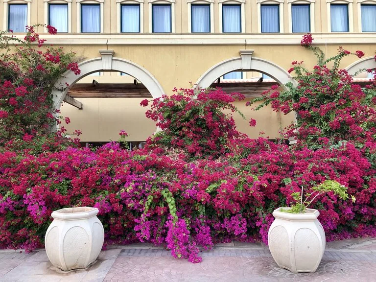 ジブチシティのホテル Djibouti Palace Kempinski