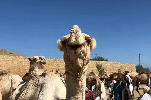 エリトリアの観光 月曜マーケットのラクダ