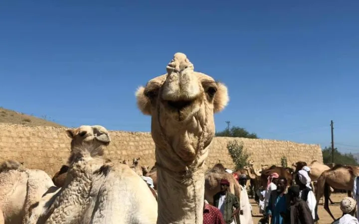 エリトリアの観光 月曜マーケットのラクダ
