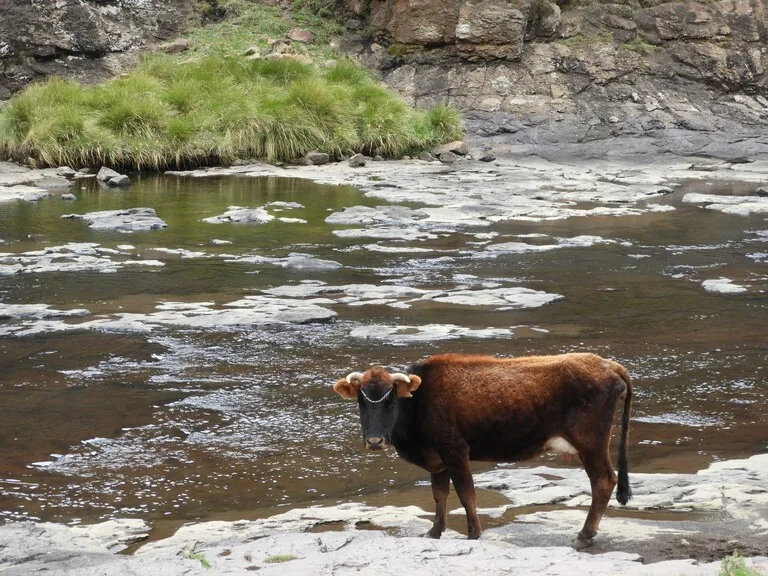 レソトの観光 川辺で水を飲む牛