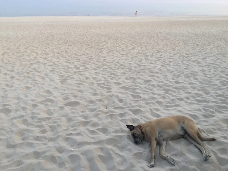 マラウィの観光 マラウィ湖で眠る犬