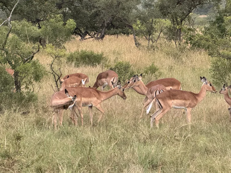 マラウィ観光 リウォンデ国立公園（Liwonde National Park）