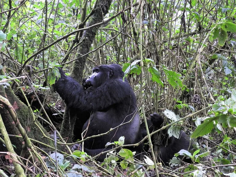 ルワンダの観光 マウンテンゴリラ