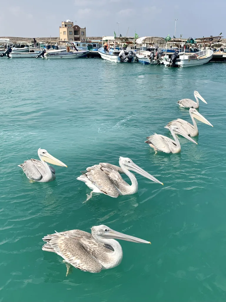 ファラサン諸島 サウジアラビアの観光