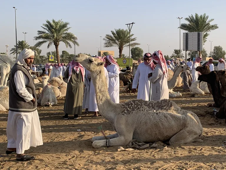 ブライダ・キャメル・マーケット サウジアラビアの観光