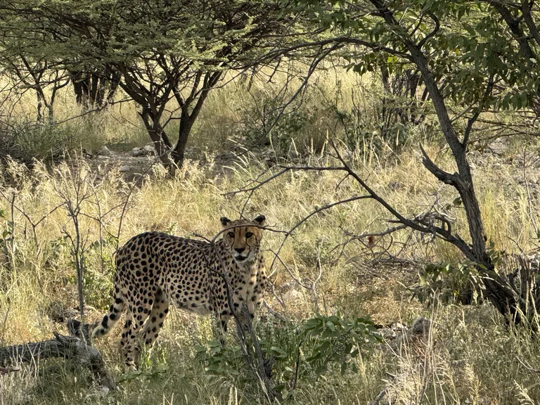 ザンビアの観光 Kafue National Park