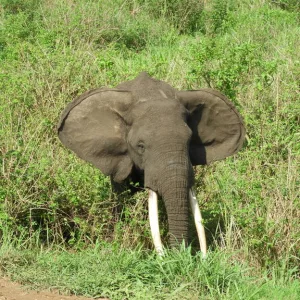 ザンビアの観光 ゾウ South Luangwa