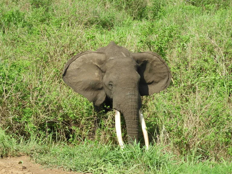 ザンビアの観光 ゾウ South Luangwa