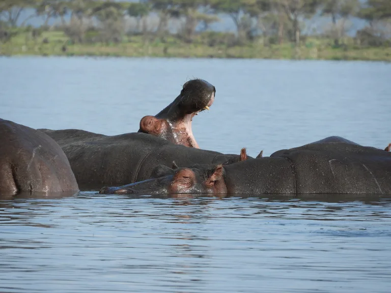 ザンビアの観光 Lower Zambezi National Park